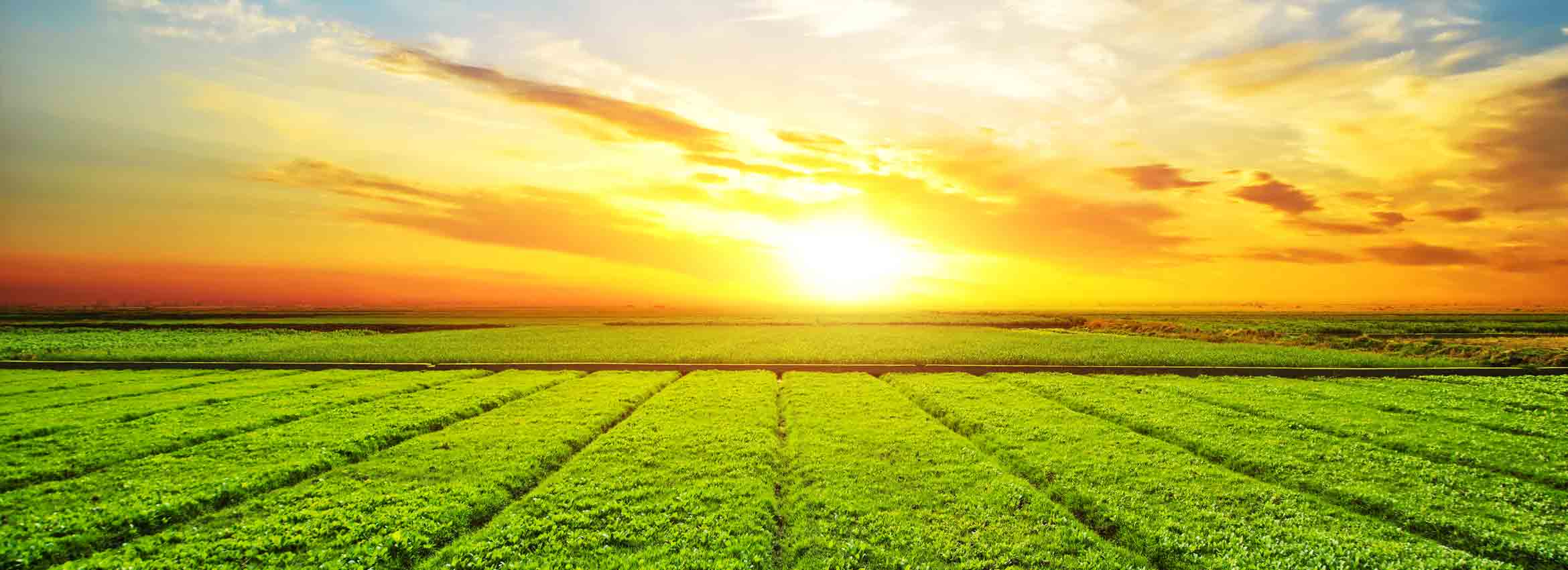 خرید زمین کشاورزی